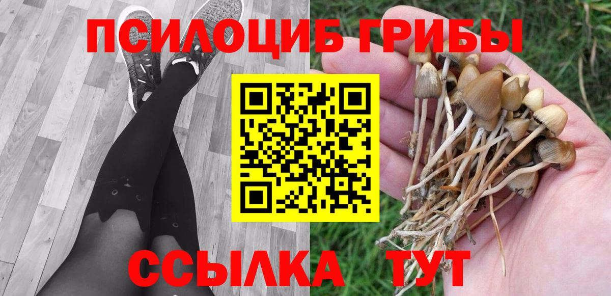 Псилоцибиновые грибы Psilocybe Тара